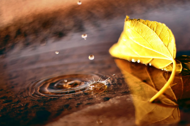 macro, Leaf, Puddle, Drop, Fall, Autumn HD Wallpaper Desktop Background