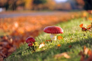 mushrooms, Nature, Autumn
