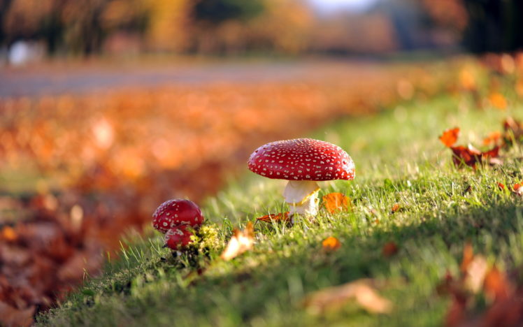 mushrooms, Nature, Autumn HD Wallpaper Desktop Background