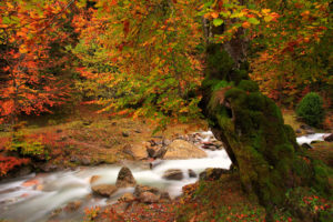 nature, Tree, Autumn, River, Moss