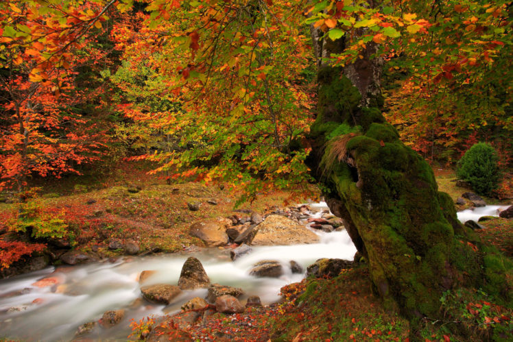 nature, Tree, Autumn, River, Moss HD Wallpaper Desktop Background