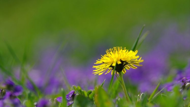 summer, Dandelion, Blur, Grass, Macro, Flowers HD Wallpaper Desktop Background