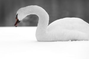 swan, Bird, Snow