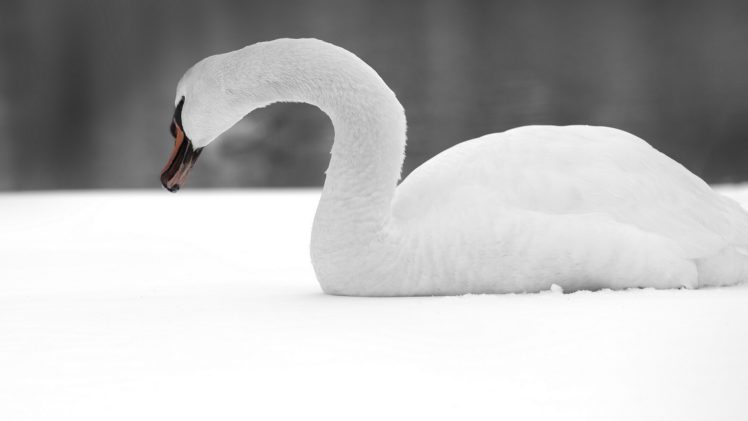 swan, Bird, Snow HD Wallpaper Desktop Background