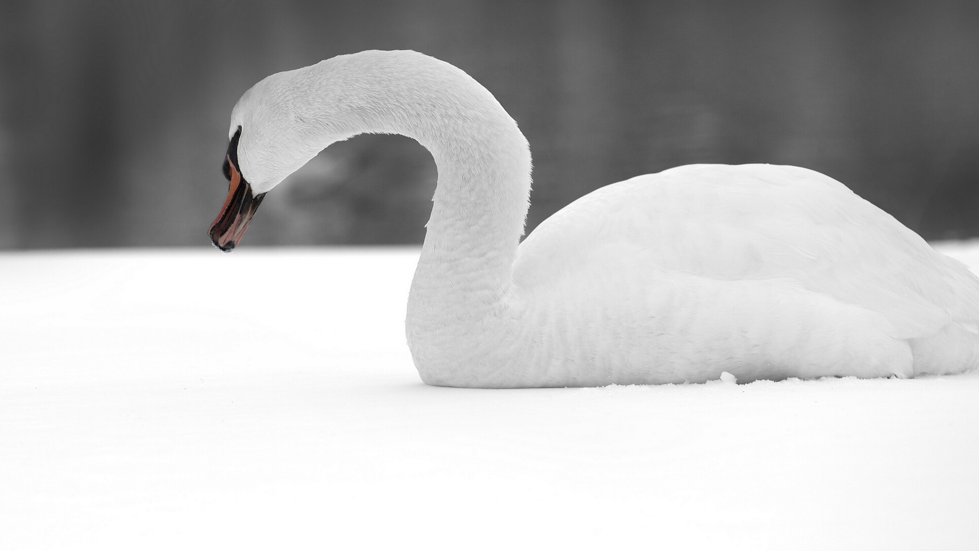 swan, Bird, Snow Wallpaper