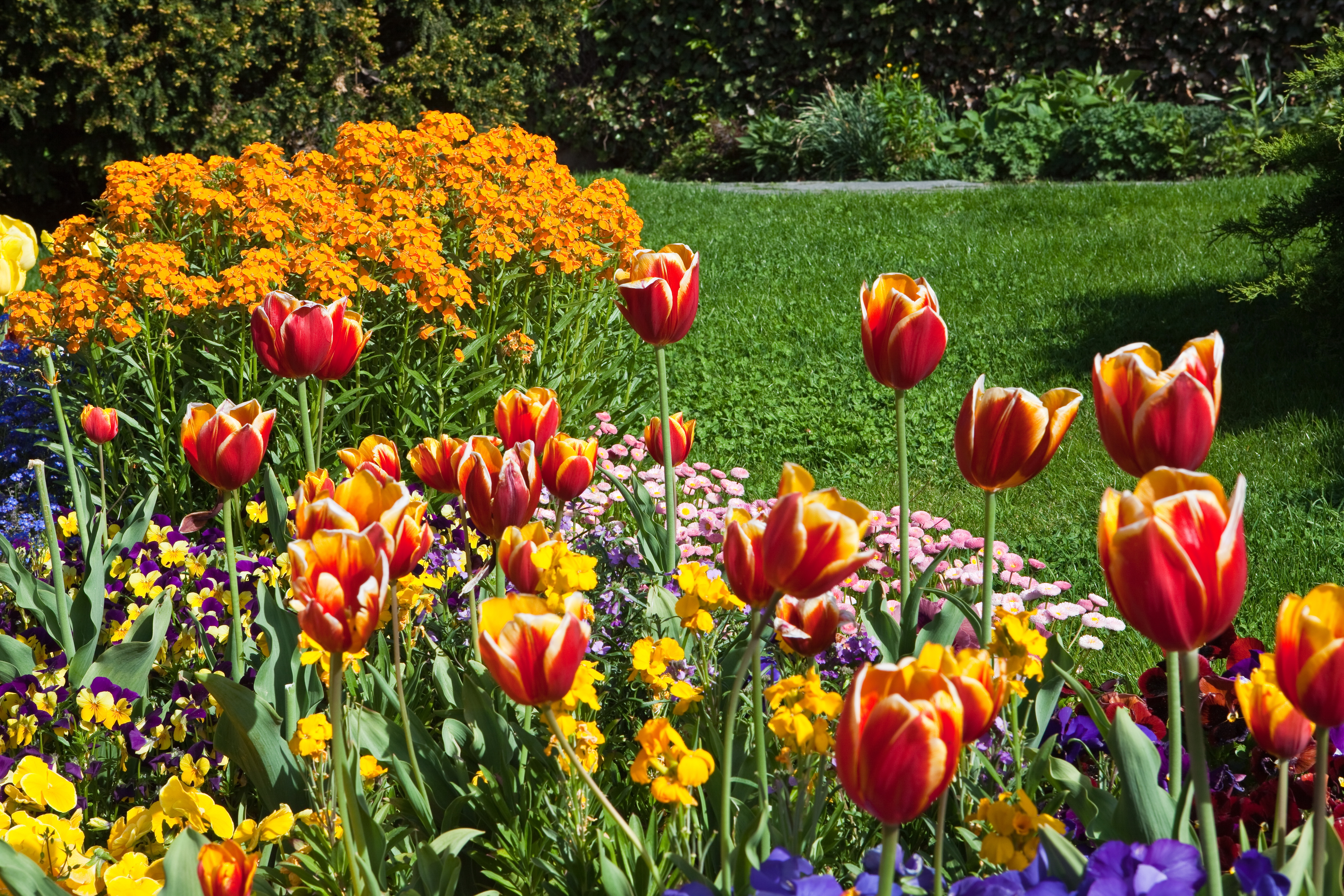 tulips Wallpaper