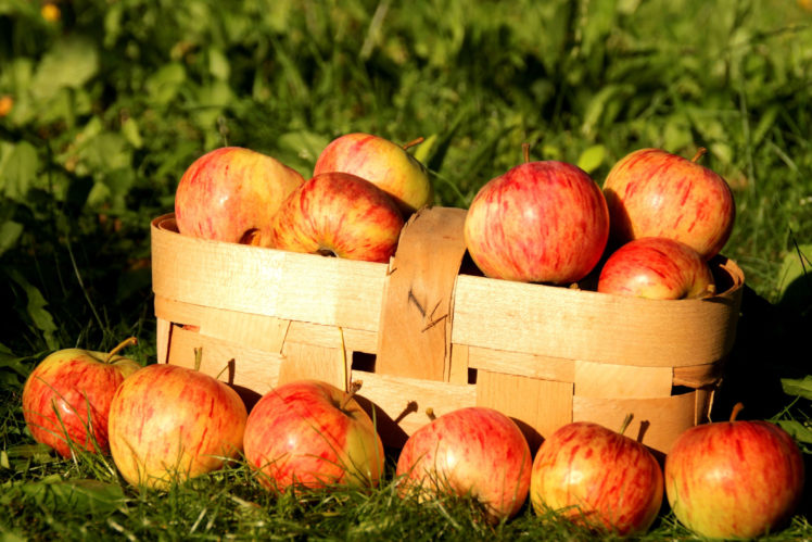 fruit, Basket, Apples, Nature HD Wallpaper Desktop Background