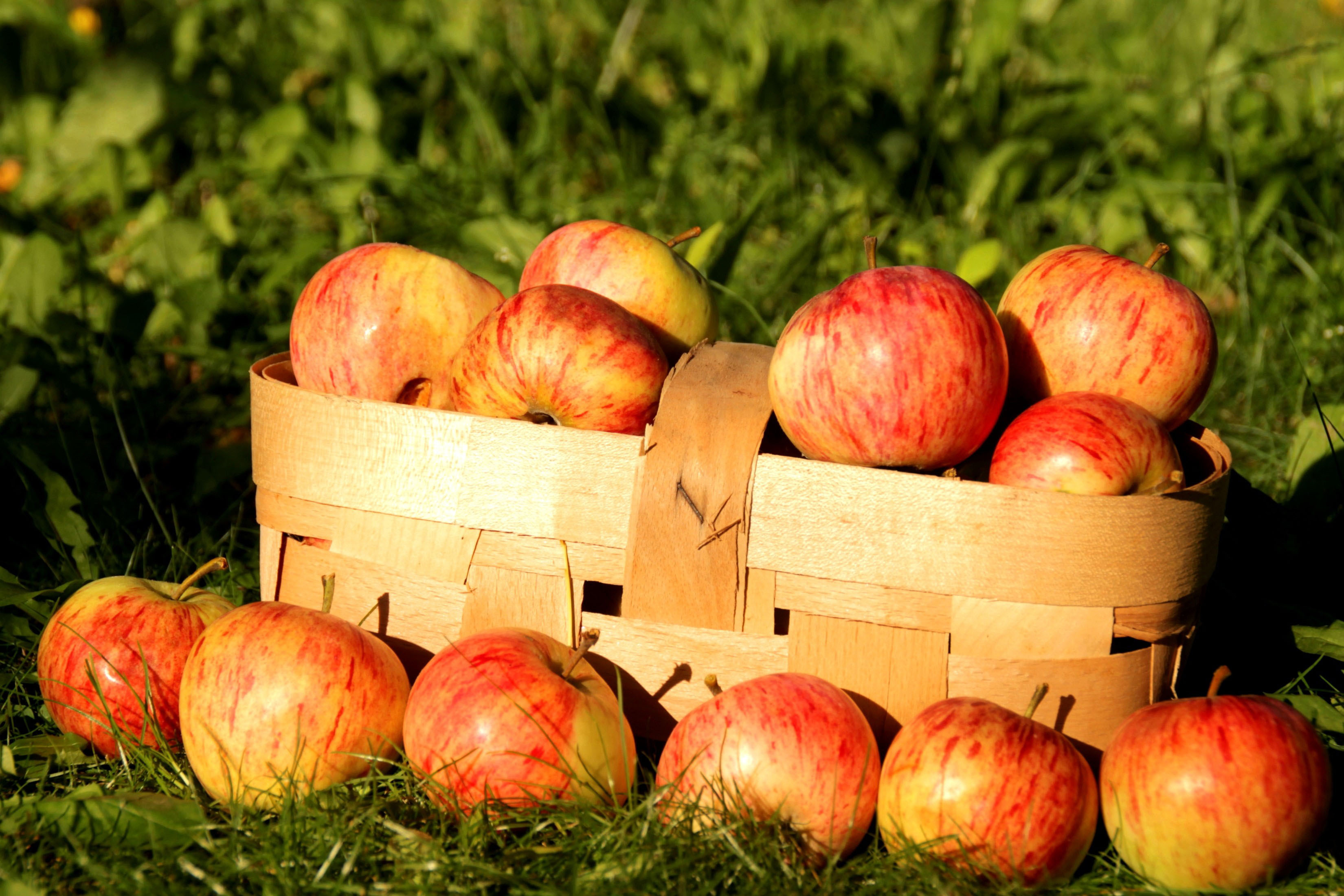 fruit, Basket, Apples, Nature Wallpapers HD / Desktop and Mobile