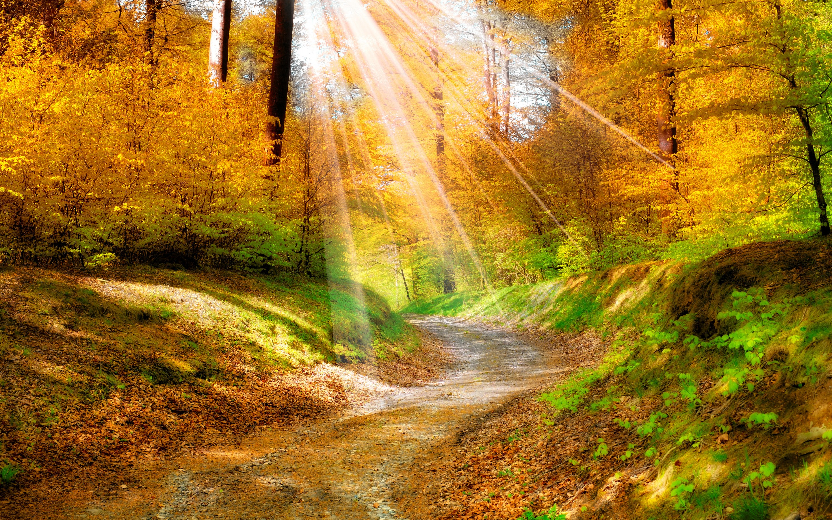 landscape, Nature, Golden, Autumn, Leaves, Yellow, , Forest, Trees, Walkway, Sunlight Wallpaper