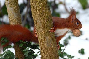 red, Wood, Walnut, Squirrel