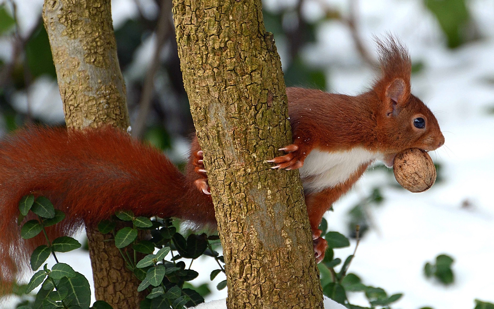 red, Wood, Walnut, Squirrel Wallpaper