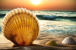 shells, And, Sand, , Beach, Sea, Water, Wave, Horizon, Sun, Sunset, Sky, Bokeh