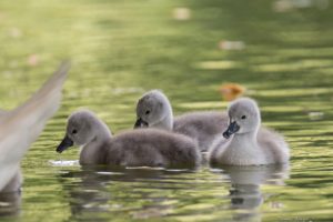 swans, Chicks, Water
