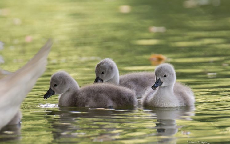 swans, Chicks, Water HD Wallpaper Desktop Background
