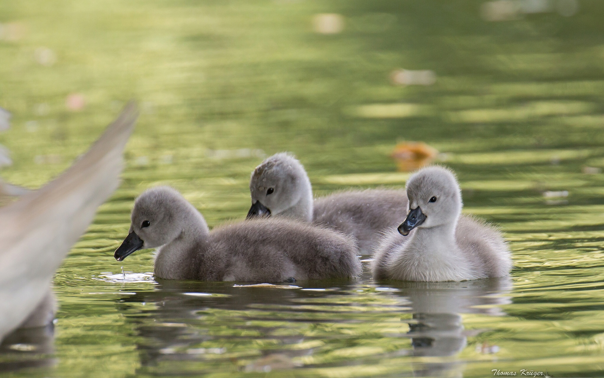 swans, Chicks, Water Wallpaper