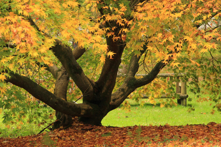 tree, Autumn, Leaves HD Wallpaper Desktop Background