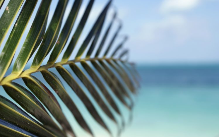 water, Leaf, Beach, Seas, Tropical, Palm, Trees, Depth, Of, Field HD Wallpaper Desktop Background