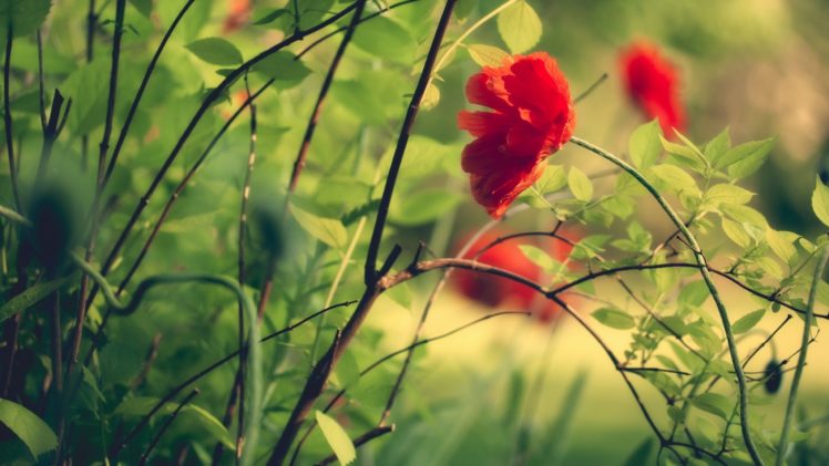 flowers, Grass, Plants, Macro, Poppy HD Wallpaper Desktop Background