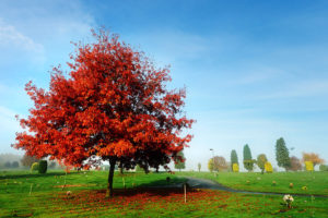 autumn, Park, Road, Tree, Landscape