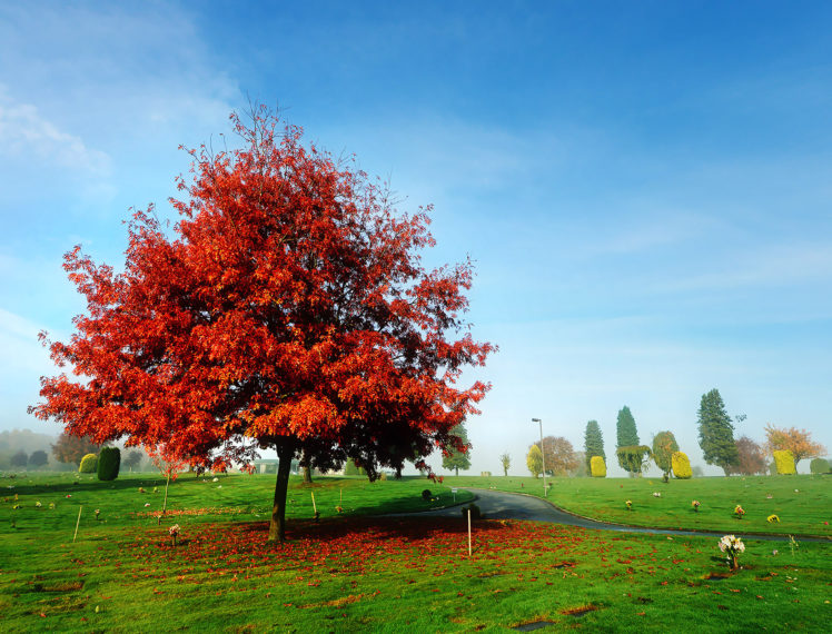 autumn, Park, Road, Tree, Landscape HD Wallpaper Desktop Background