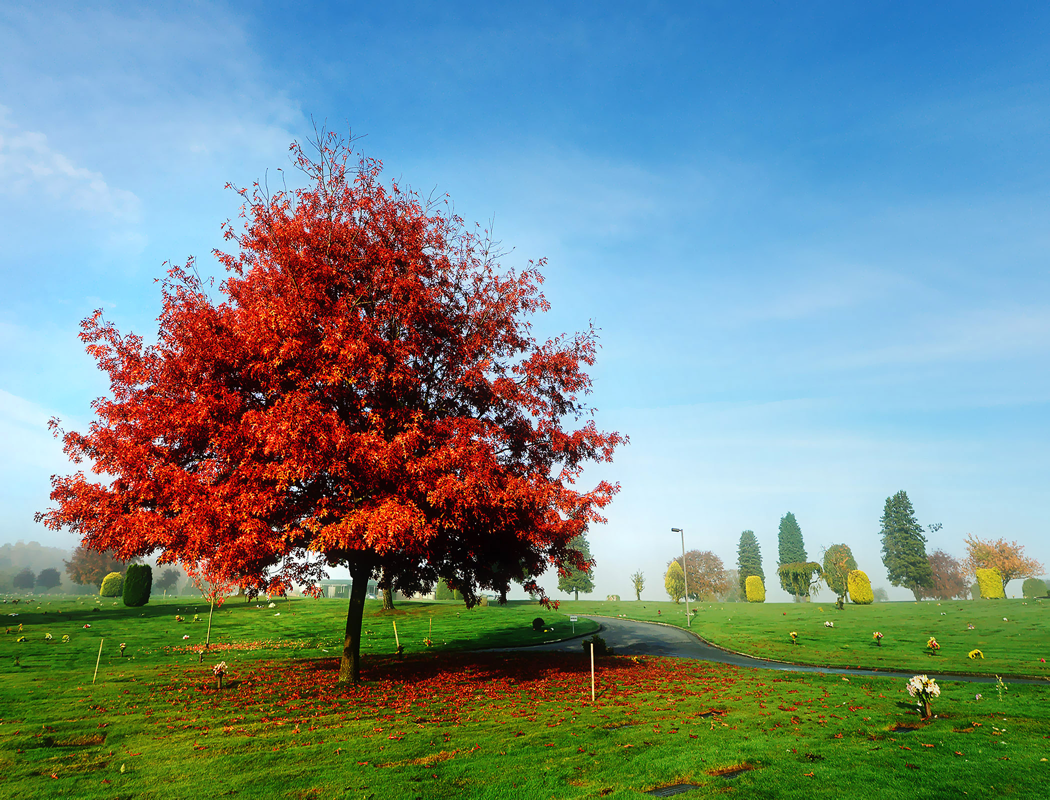 autumn, Park, Road, Tree, Landscape Wallpaper