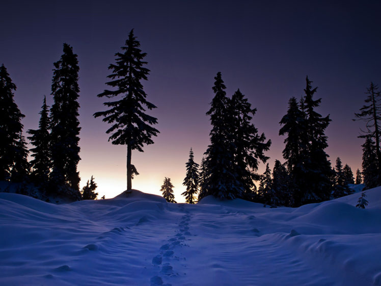 winter, Sunset, Trees, Snow, Tracks, Landscape HD Wallpaper Desktop Background