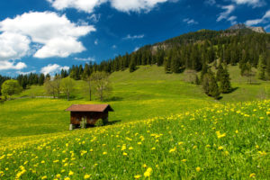 bavarian, Alps, Green, Field, Trees, Grass