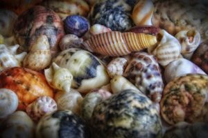 shells, Many