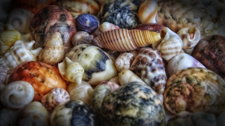 shells, Many HD Wallpaper Desktop Background