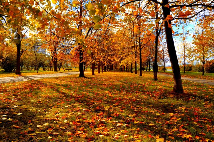 trees, Autumn, City, Park HD Wallpaper Desktop Background