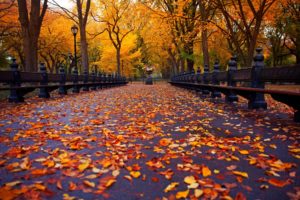 autumn, Nature, Park, Bench, Trees, Leaves, Avenue, New, York