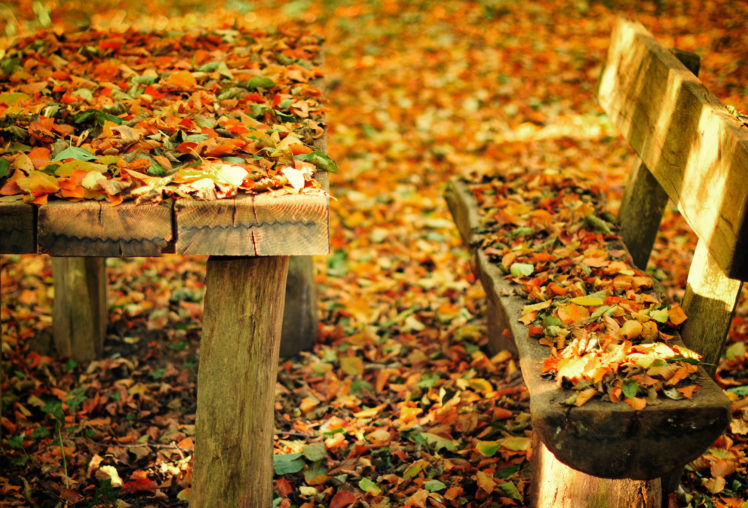 bench, Nature, Park, Bench, Fall, Autumn HD Wallpaper Desktop Background