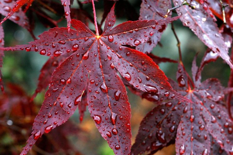 drops, Rain, Veins, Red, Autumn, Leaves HD Wallpaper Desktop Background