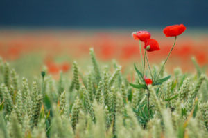 kol, Field, Red, Poppies