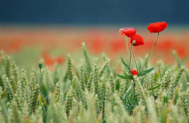 kol, Field, Red, Poppies HD Wallpaper Desktop Background