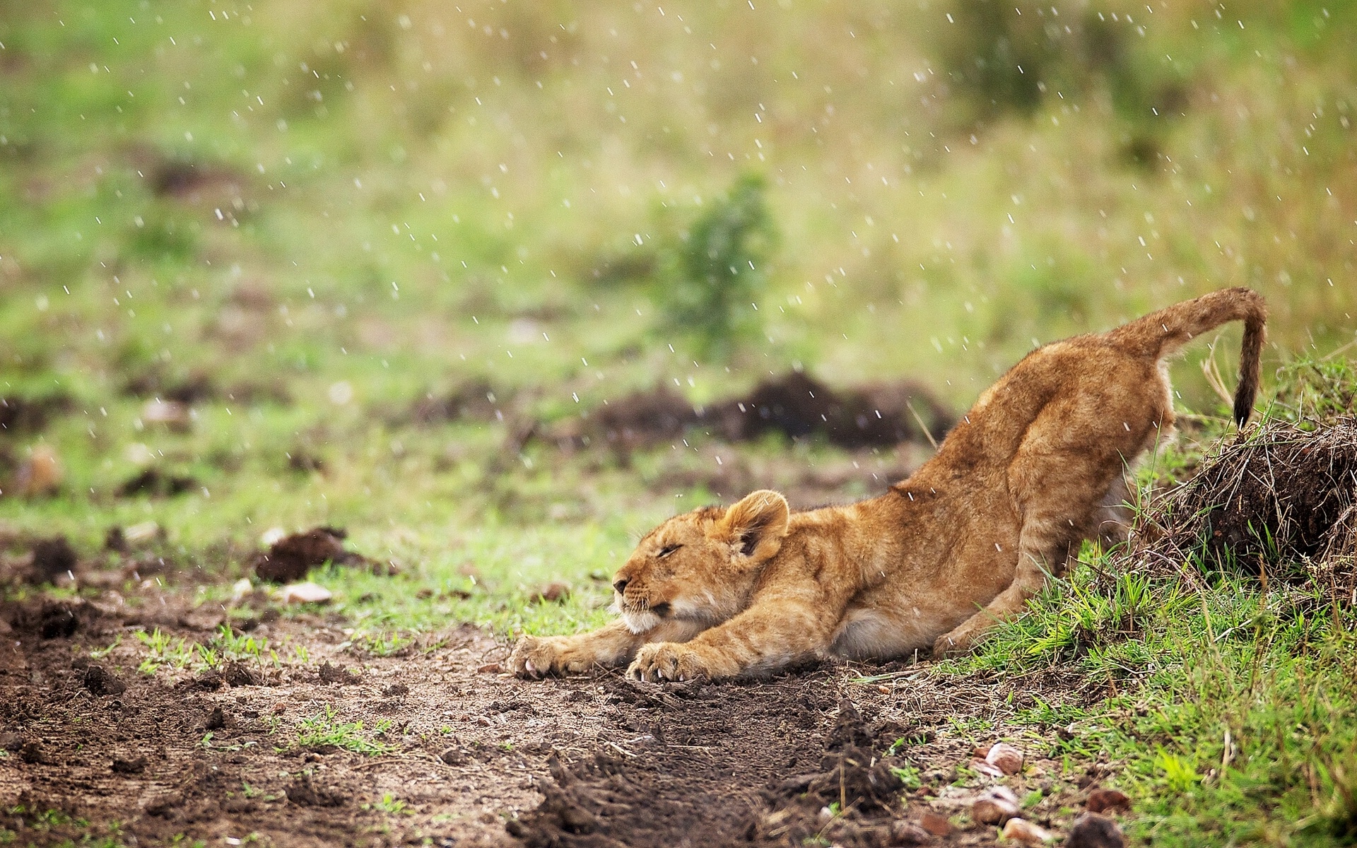 lion, Cub, Potyagushki, Rain Wallpaper