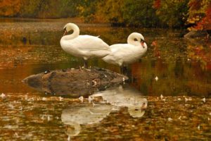 pond, Water, Birds, Swans, Leaves, White, Reflection