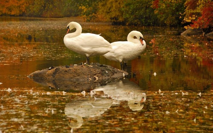 pond, Water, Birds, Swans, Leaves, White, Reflection HD Wallpaper Desktop Background