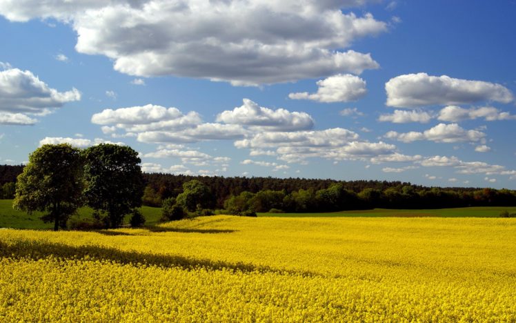 clouds, Landscapes, Fields, Blue, Skies HD Wallpaper Desktop Background