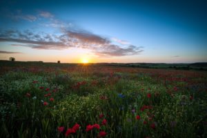 clouds, Landscapes, Nature, Sun, Dawn, Flowers, Fields, United, Kingdom, Poppies