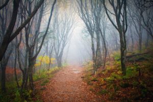 autumn, Forest, Road, Fog, Landscape