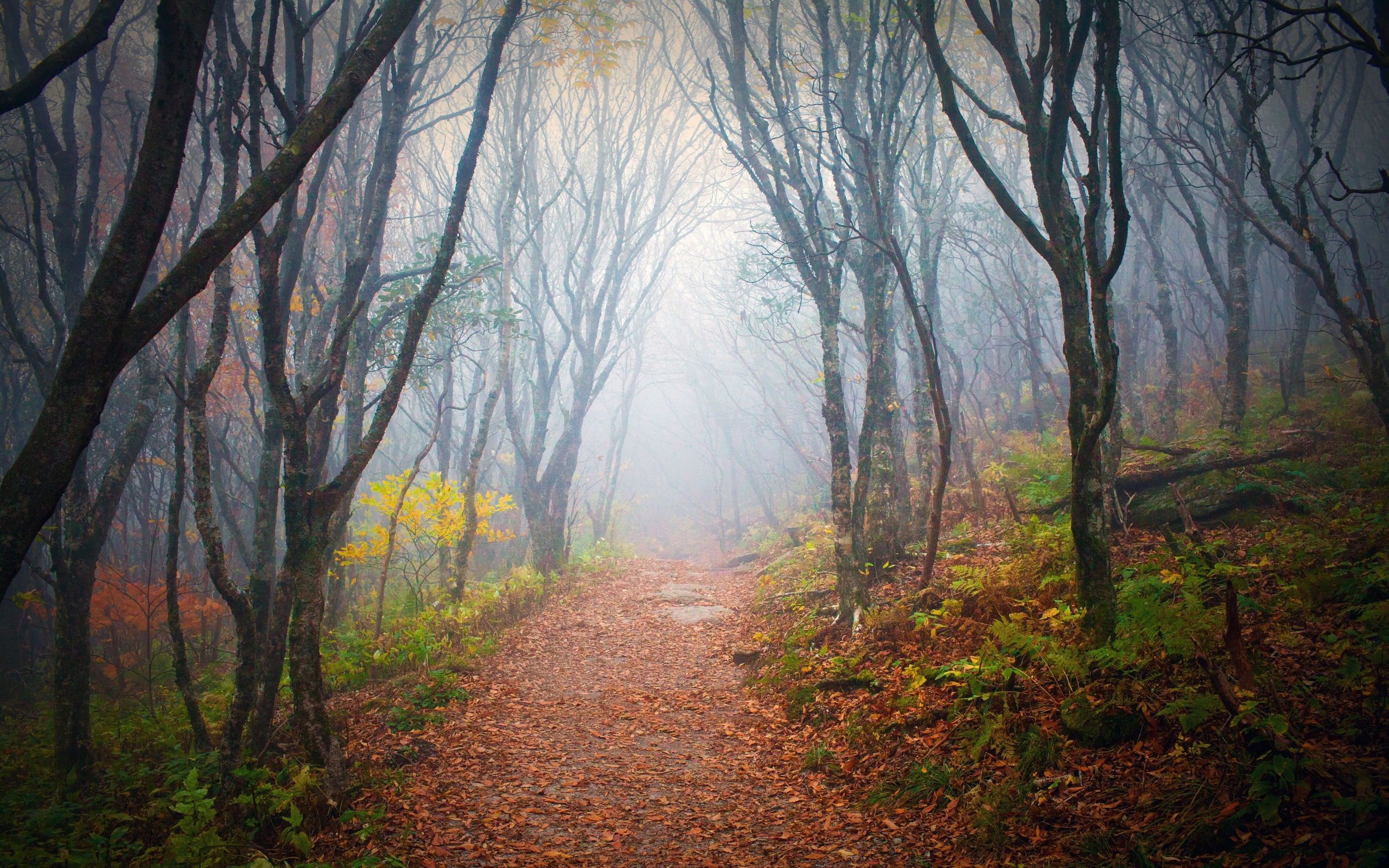 autumn, Forest, Road, Fog, Landscape Wallpaper