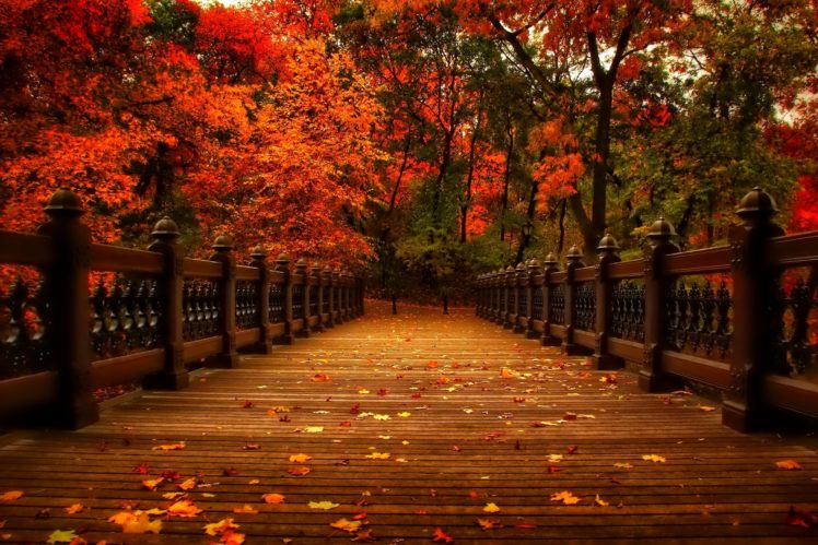 autumn, Nature, Park, Trees, Leaves, Alley, Autumn, View, Walk, Nature, Park, Trees, Leaves, Alley HD Wallpaper Desktop Background