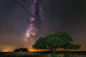 tree, Galaxy, Milky, Way, Night, Stars