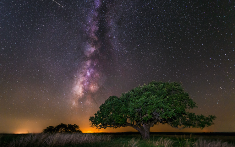 tree, Galaxy, Milky, Way, Night, Stars HD Wallpaper Desktop Background