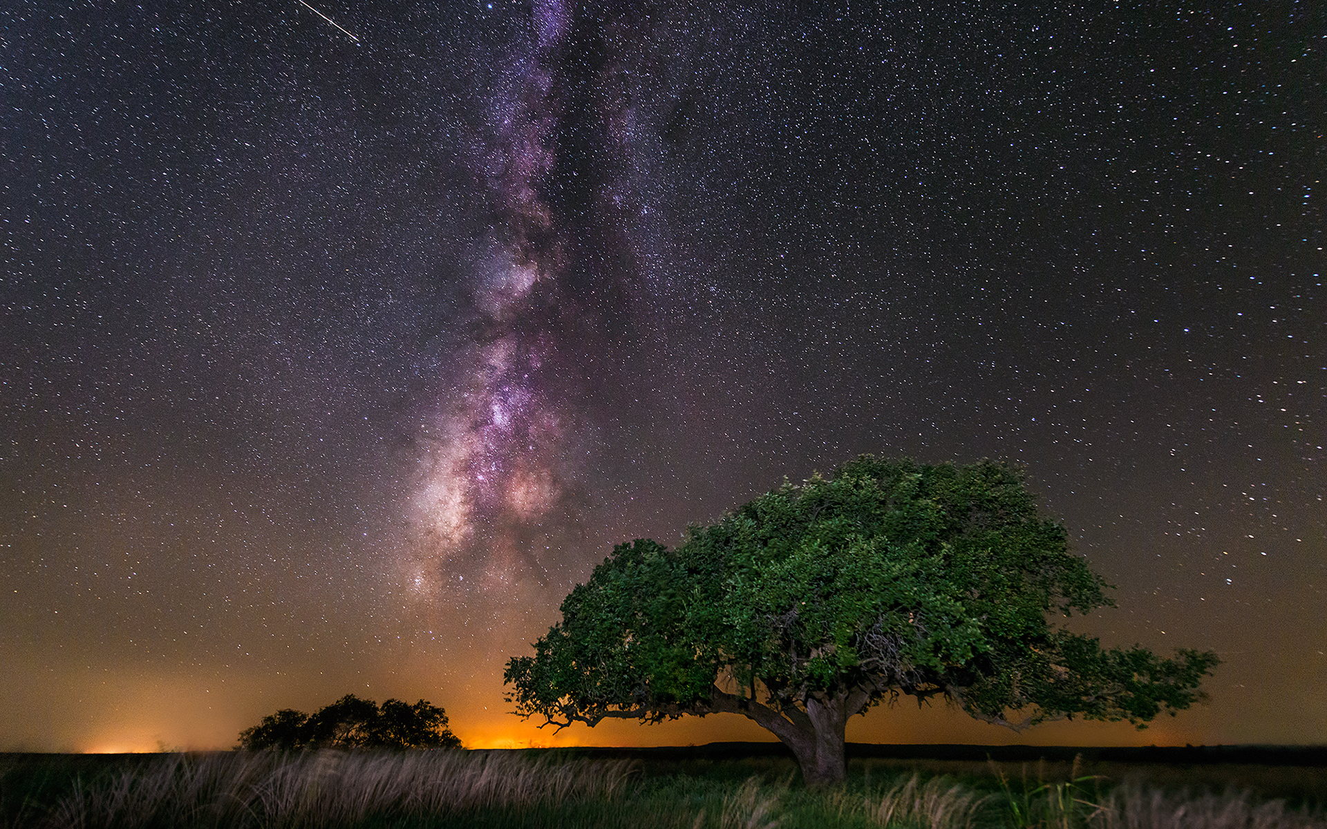 tree, Galaxy, Milky, Way, Night, Stars Wallpaper