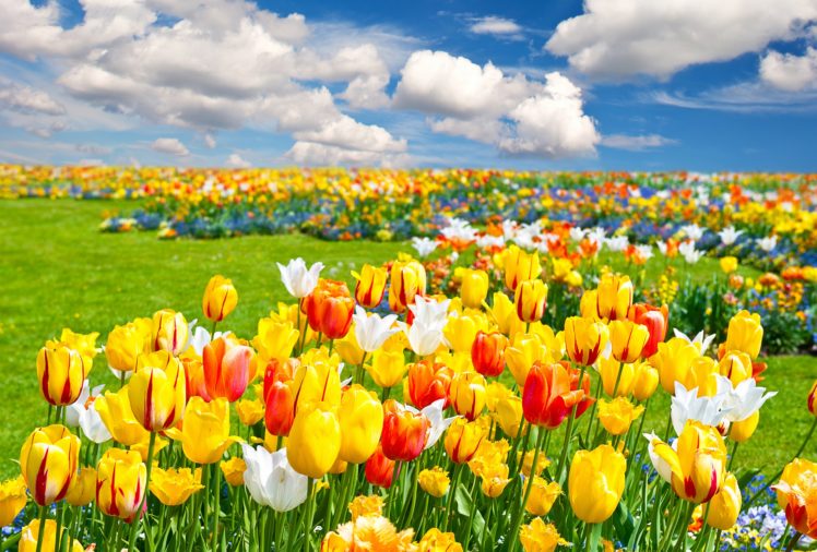 tulips, Field, Nature, Flowers, Landscape HD Wallpaper Desktop Background