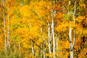 seasons, Autumn, Trees, Birch, Nature