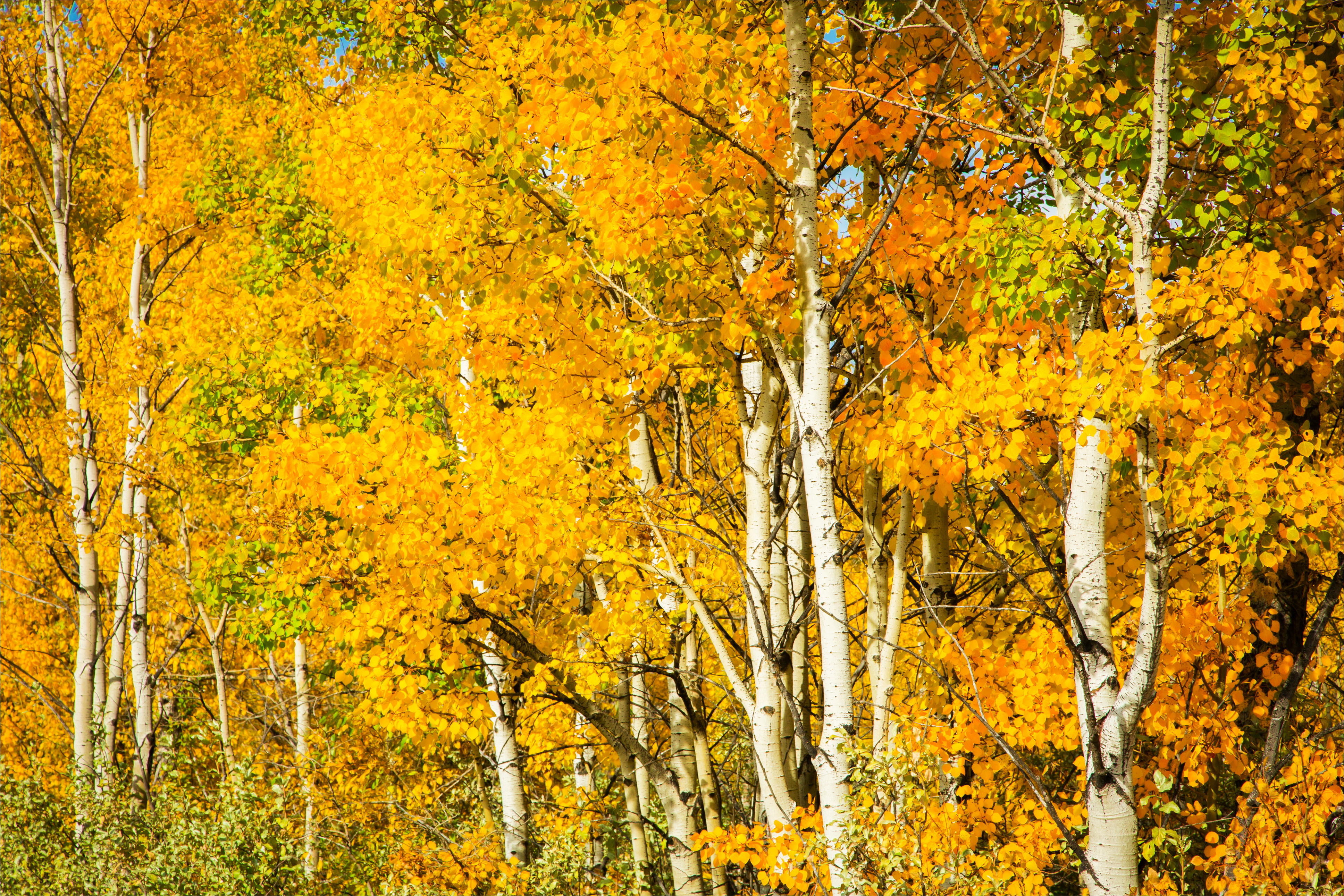 seasons, Autumn, Trees, Birch, Nature Wallpaper