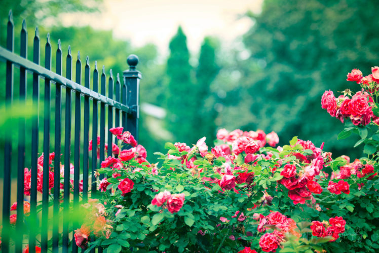 rose, Bush, Flowers, Fence, Pink HD Wallpaper Desktop Background